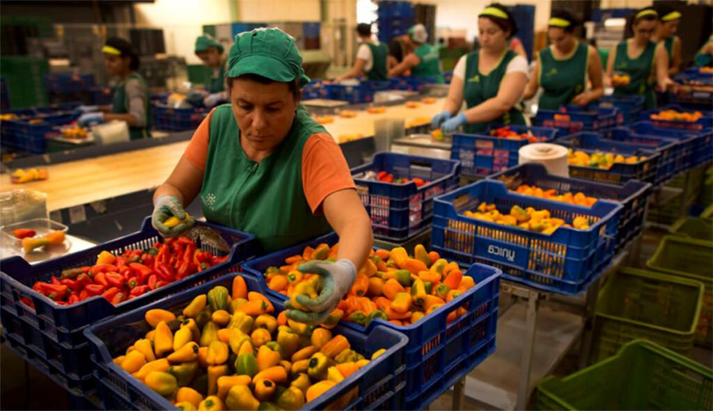 SE NECESITA 53 PERSONAS PARA EMPACAR Y CLASIFICAR FRUTAS| URGENTE